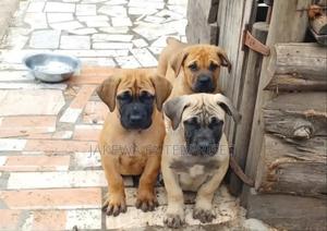 1-3 months Male Purebred Boerboel - main view