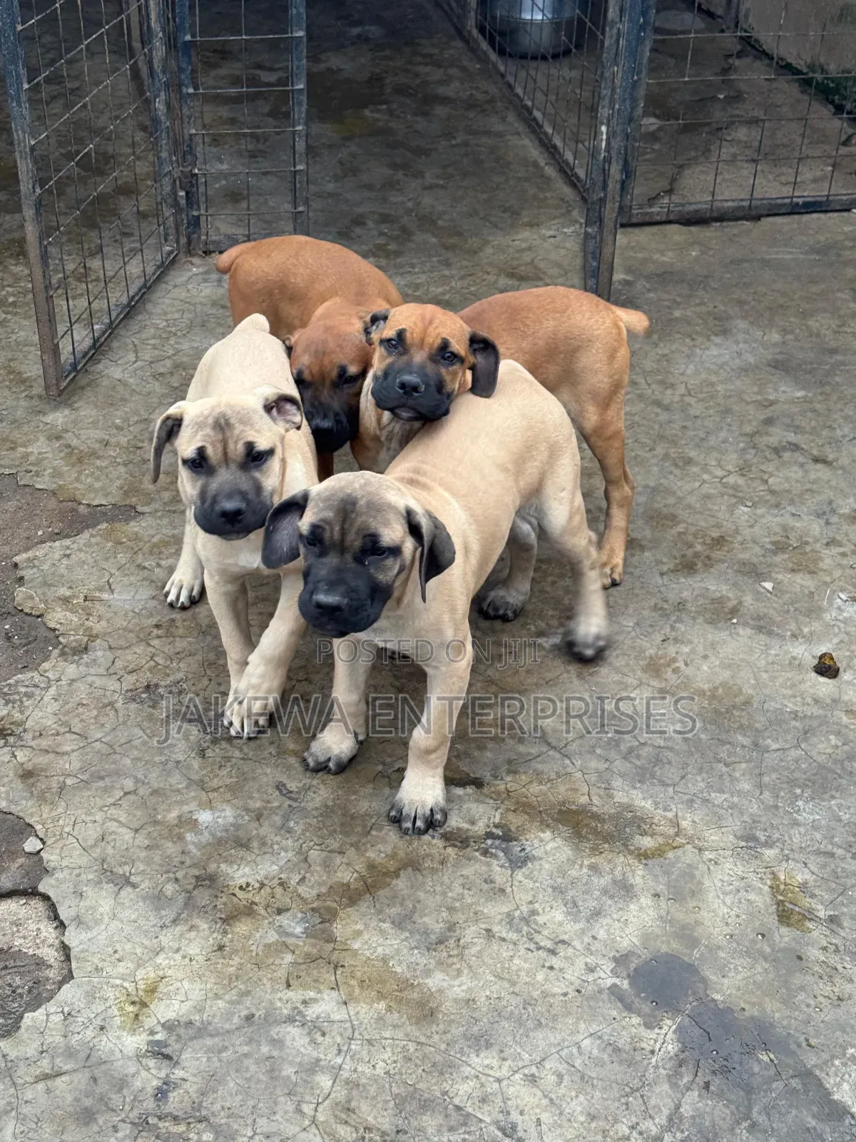 1-3 months Male Purebred Boerboel