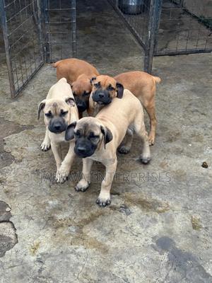 1-3 months Male Purebred Boerboel - thumbnail 2