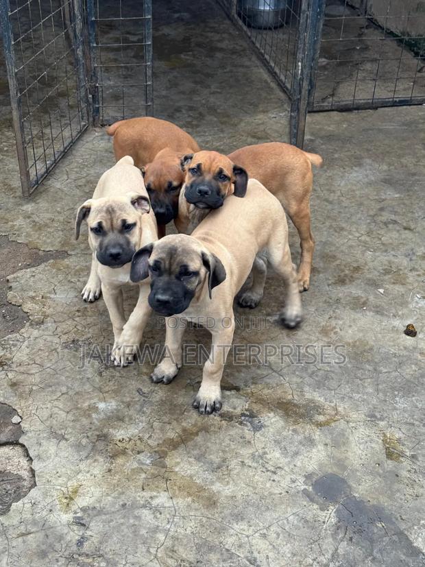 1-3 months Male Purebred Boerboel - main view