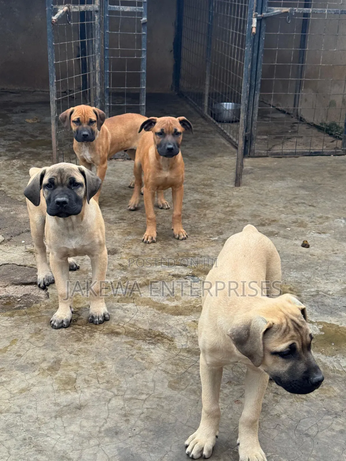 1-3 months Male Purebred Boerboel