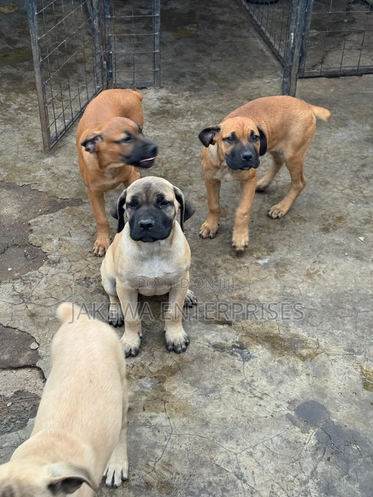 1-3 months Male Purebred Boerboel