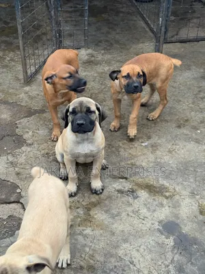 1-3 months Male Purebred Boerboel
