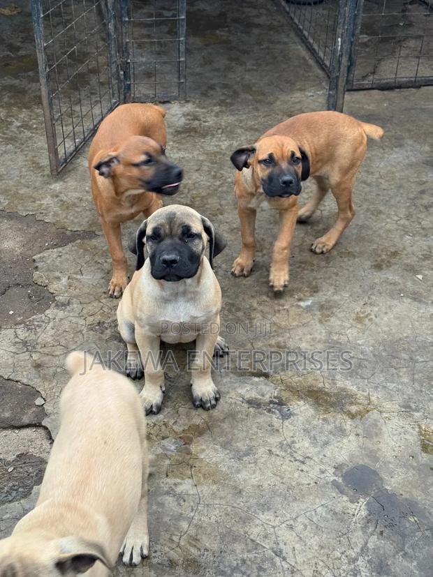 1-3 months Male Purebred Boerboel - thumbnail 4