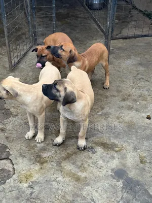 1-3 months Male Purebred Boerboel