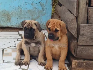 1-3 months Male Purebred Boerboel