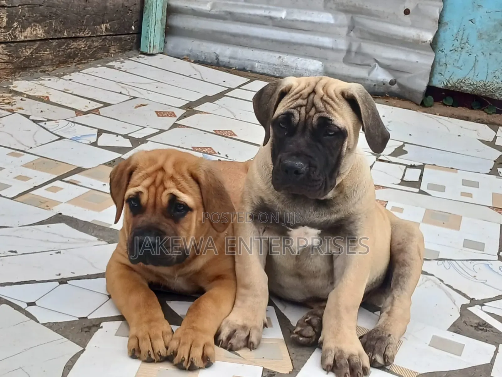 1-3 months Male Purebred Boerboel