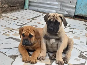 1-3 months Male Purebred Boerboel