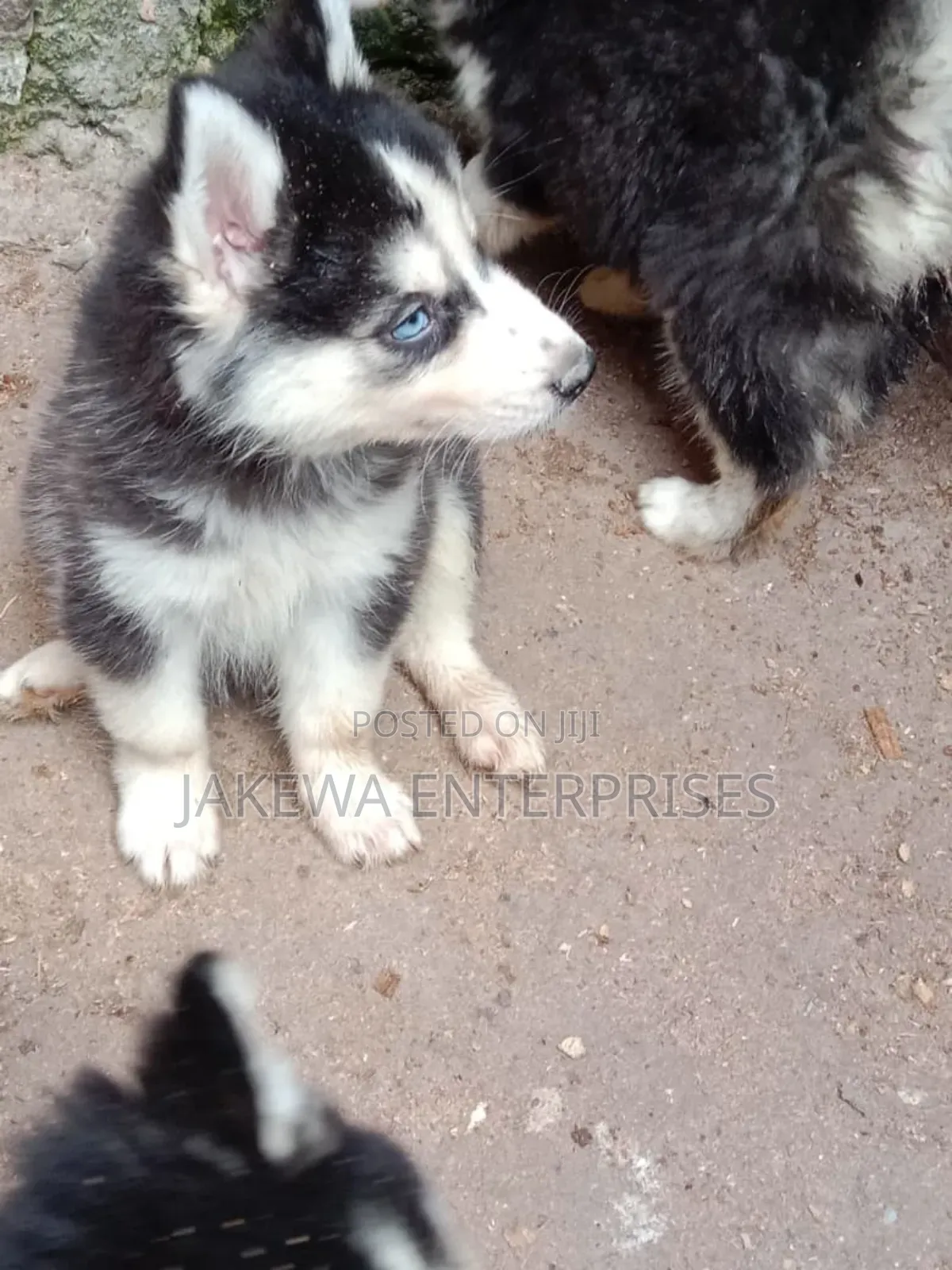 1-3 months Female Purebred Siberian Husky