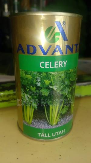 Advanta Celery Tall Utah Seeds - 50 Grams - thumbnail 2