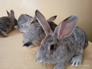 Chinchilla Rabbits Breeders for Sale
