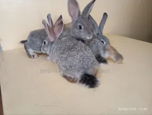 Chinchilla Rabbits Breeders for Sale