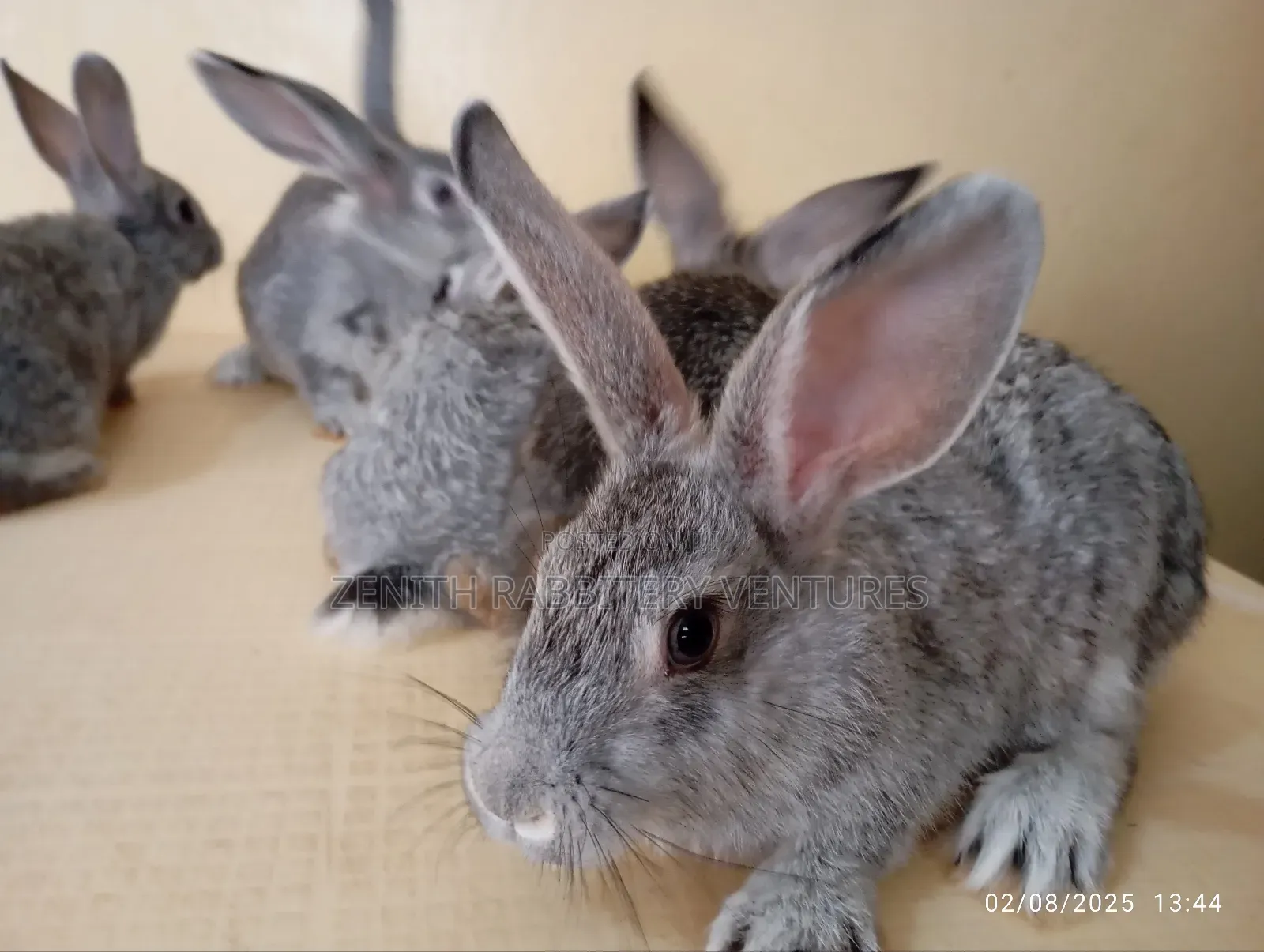 Chinchilla Rabbits Breeders for Sale
