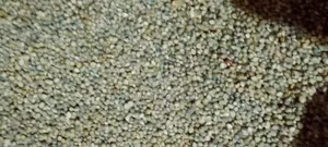 Peal Millet , Mawele