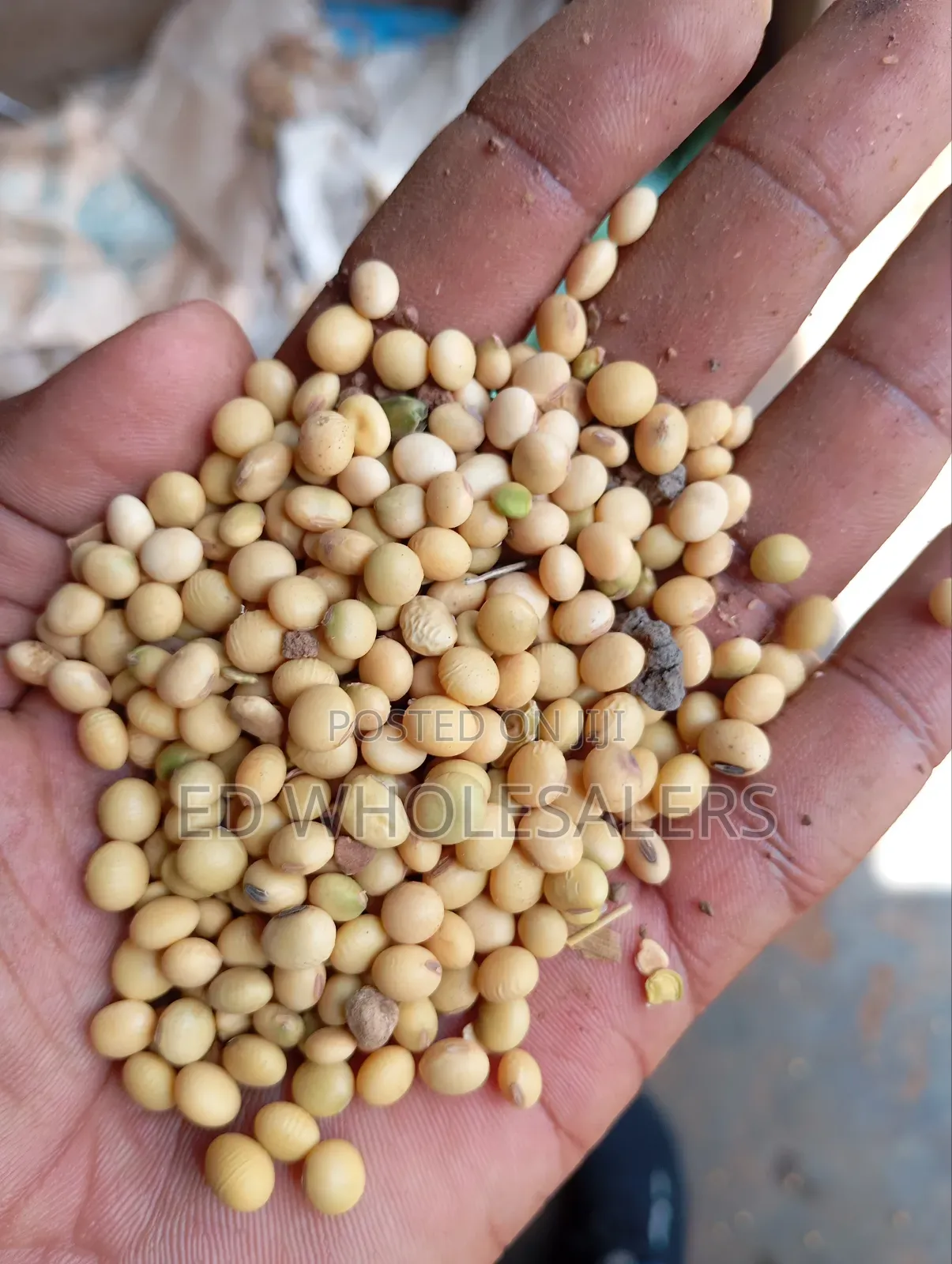 Soya Beans