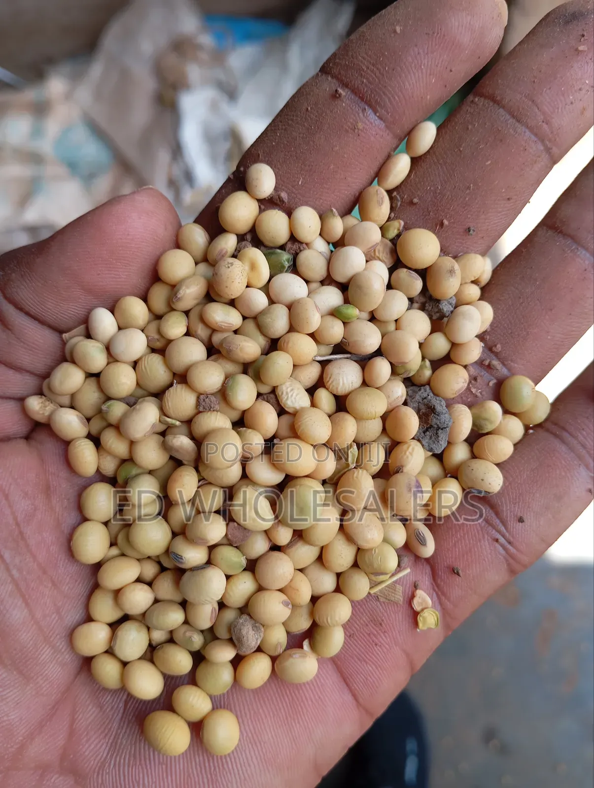 Soya Beans