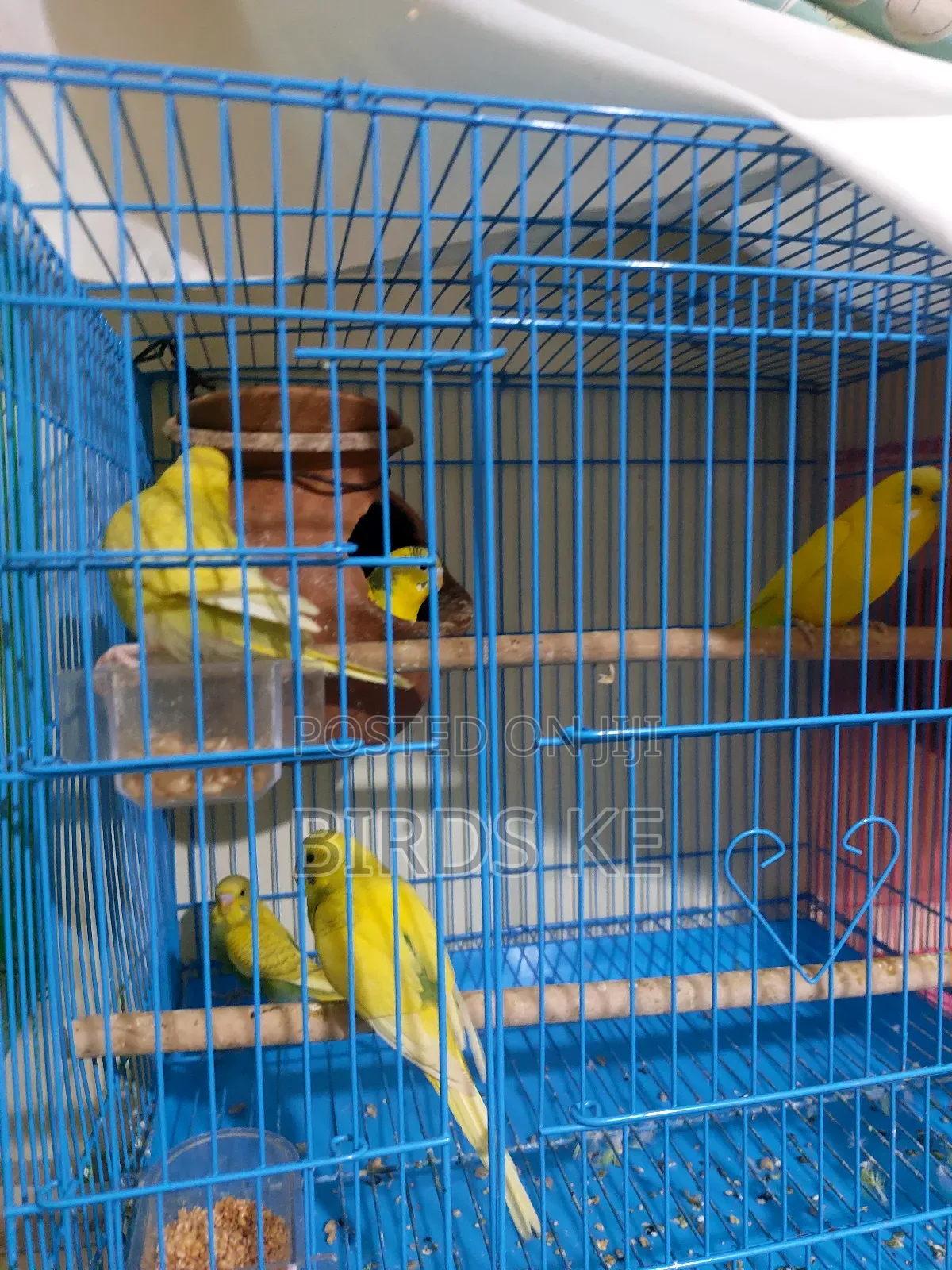Budgies Bird
