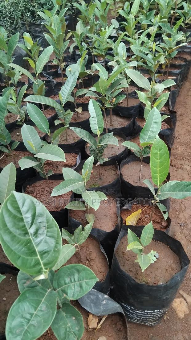 Jackfruit Seedlings - main view