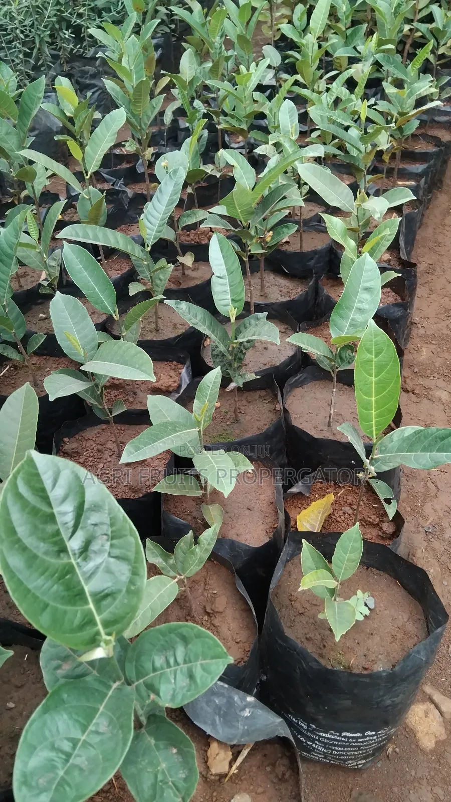 Jackfruit Seedlings