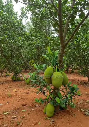 Jackfruit Seedlings