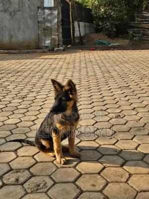 3-6 months Male Purebred German Shepherd - thumbnail 2