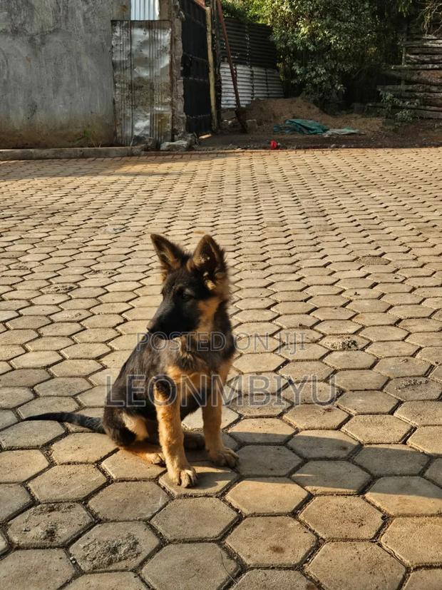 3-6 months Male Purebred German Shepherd - main view