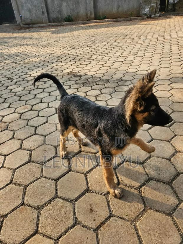 3-6 months Male Purebred German Shepherd - thumbnail 3