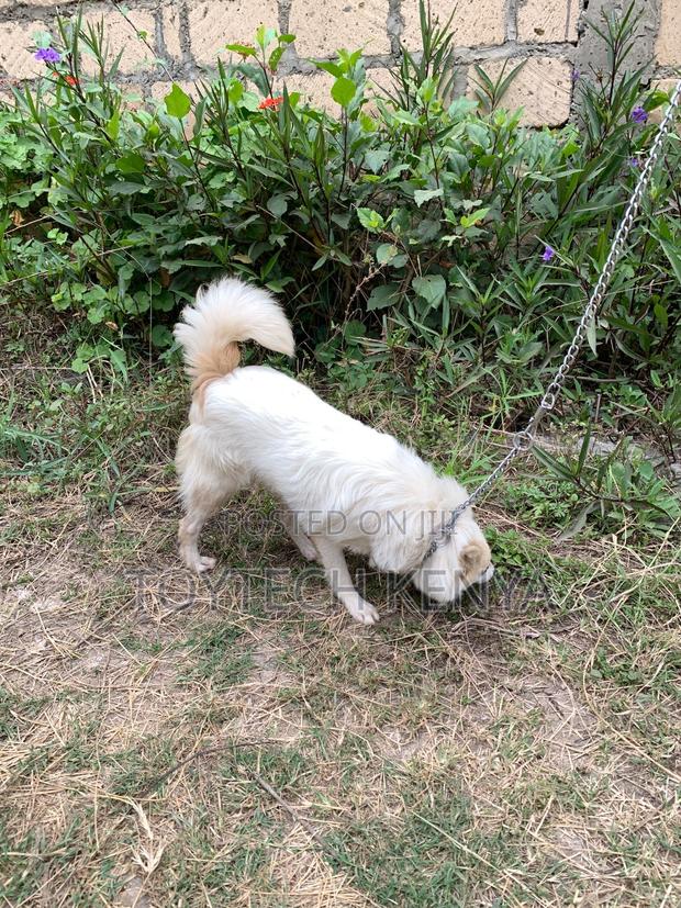 6-12 months Male Purebred Japanese Spitz