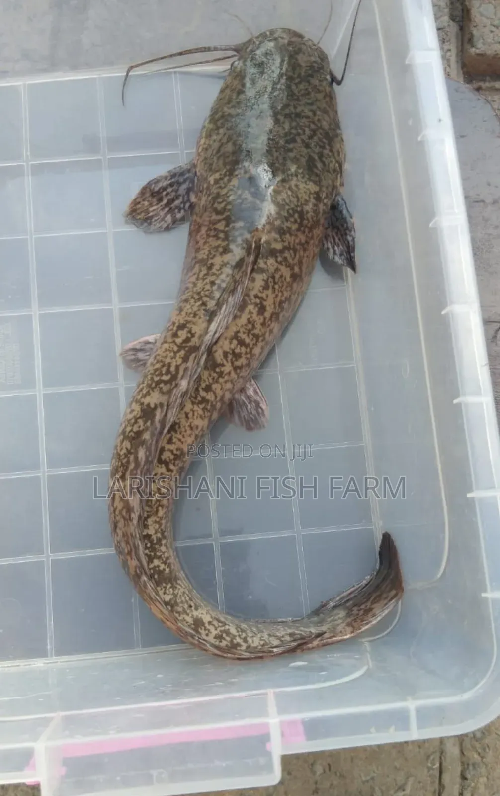 Live Catfish