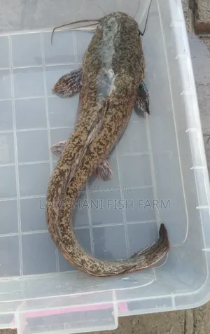 Live Catfish