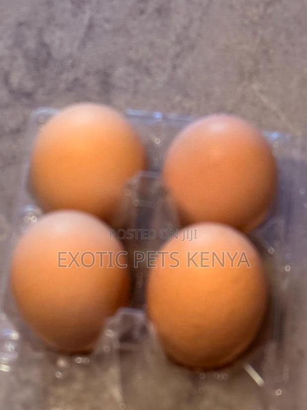 Brahma Eggs - main view