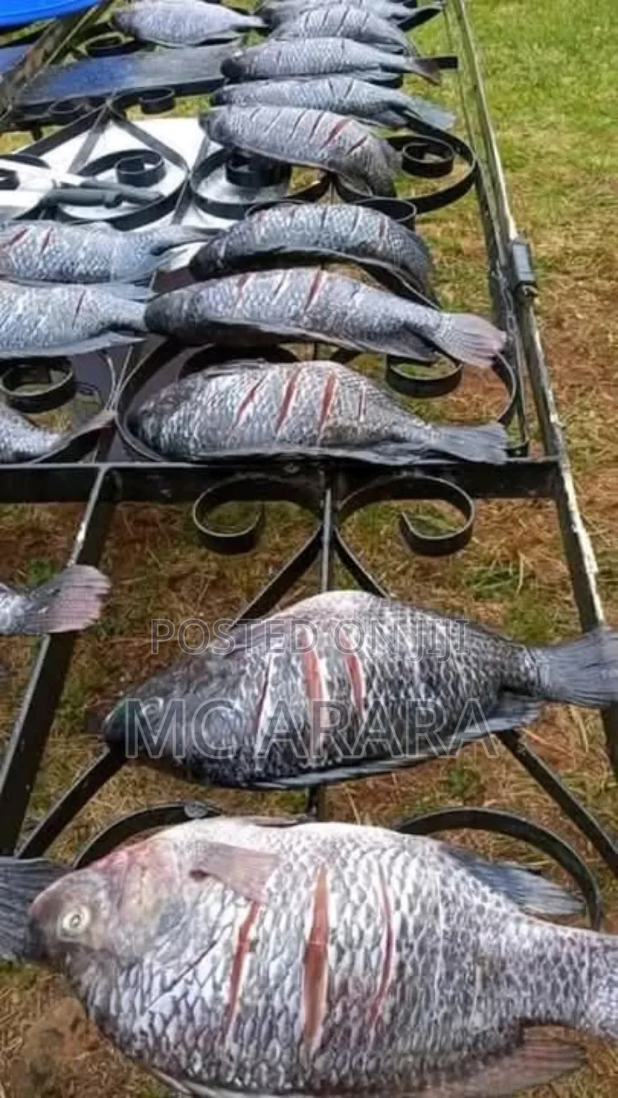 Chosen Fish Suppliers