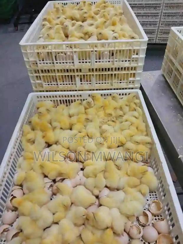 Broilers Chicks - main view
