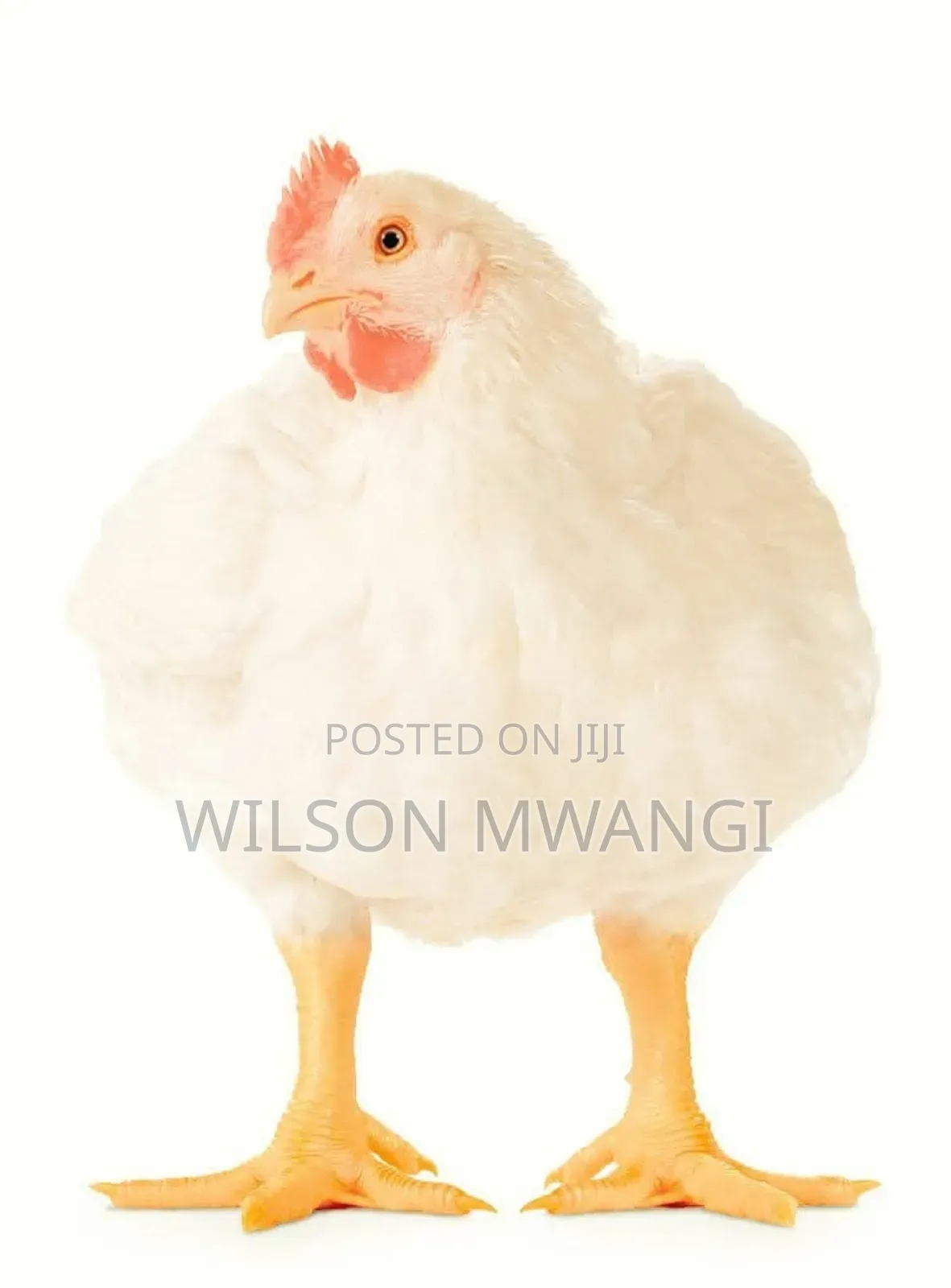 Broilers Chicks