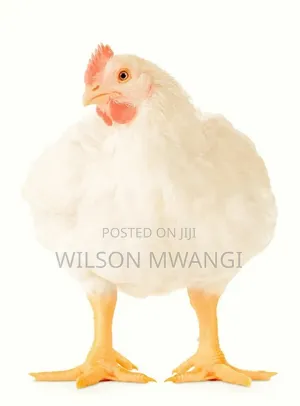 Broilers Chicks