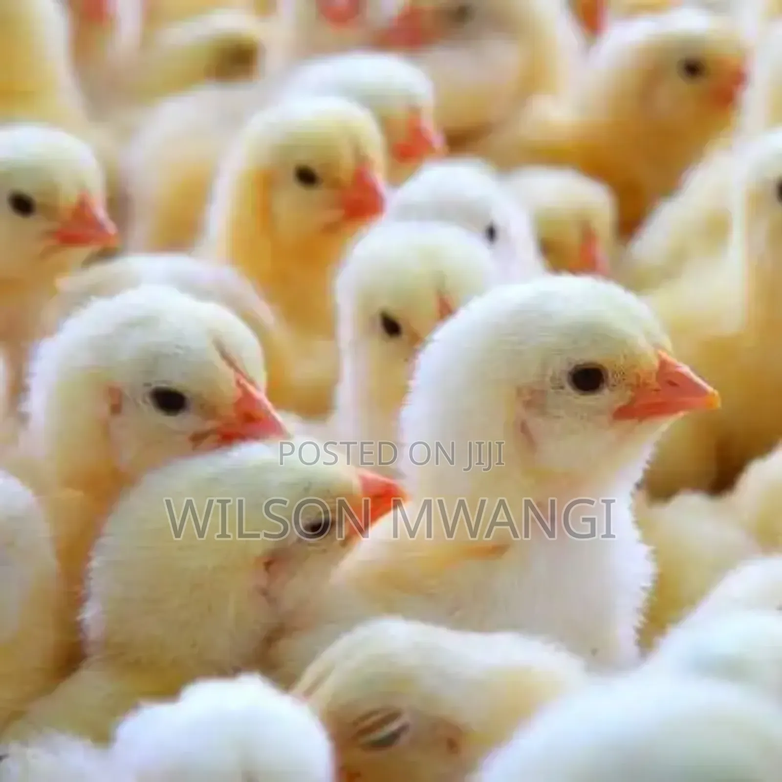 Broilers Chicks