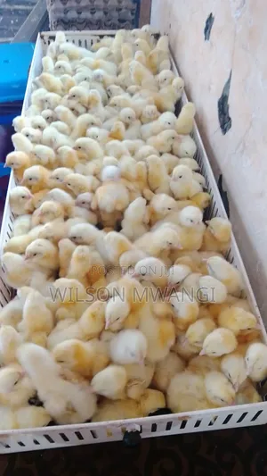 Broilers Chicks