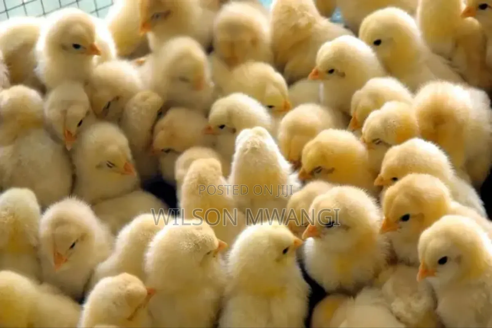 Broilers Chicks