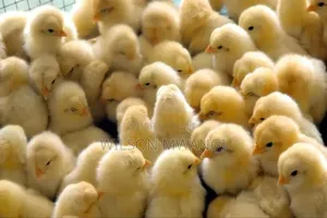 Broilers Chicks