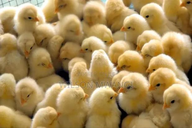 Broilers Chicks - thumbnail 6