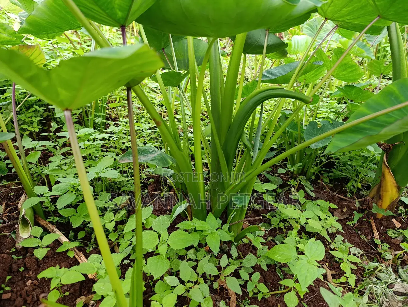 Cocoyam or Dasheen Arrow Roots for Planting - 100 Pieces