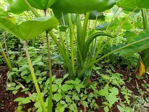 Cocoyam or Dasheen Arrow Roots for Planting - 100 Pieces