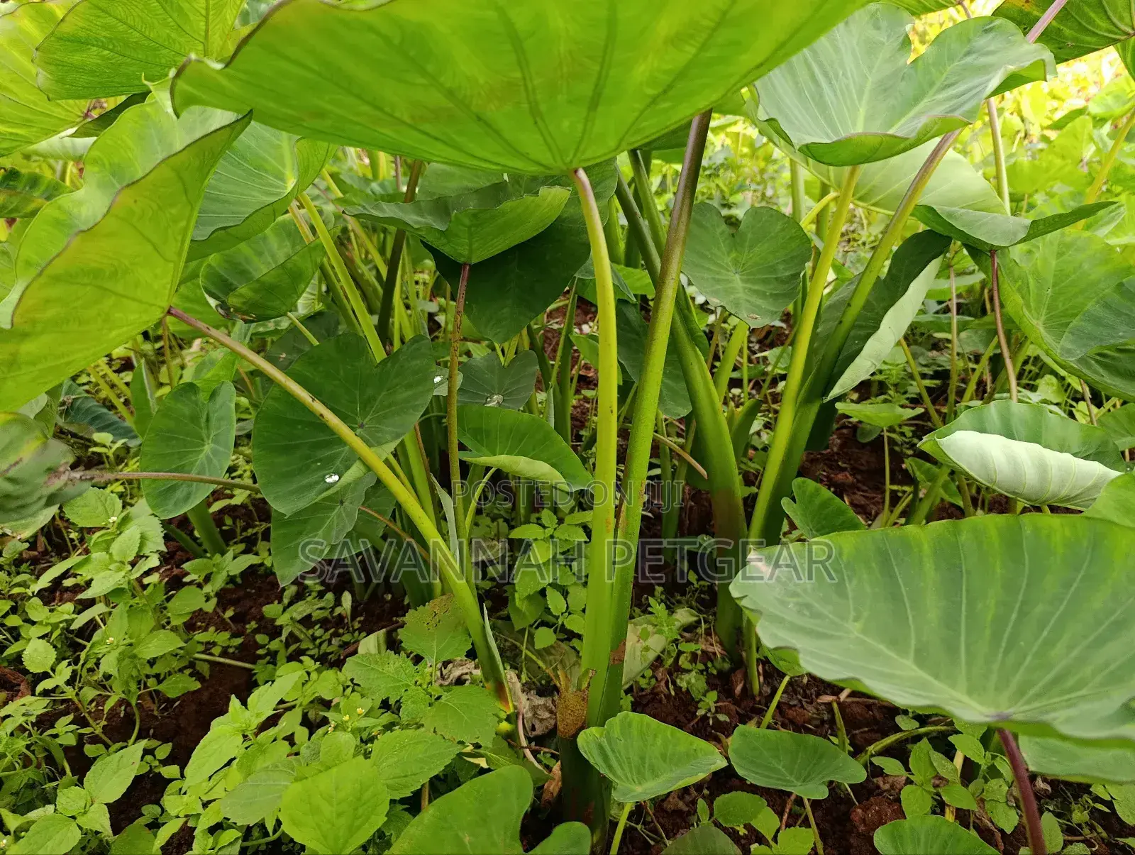 Cocoyam or Dasheen Arrow Roots for Planting - 100 Pieces