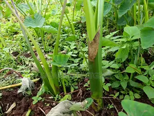Cocoyam or Dasheen Arrow Roots for Planting - 100 Pieces