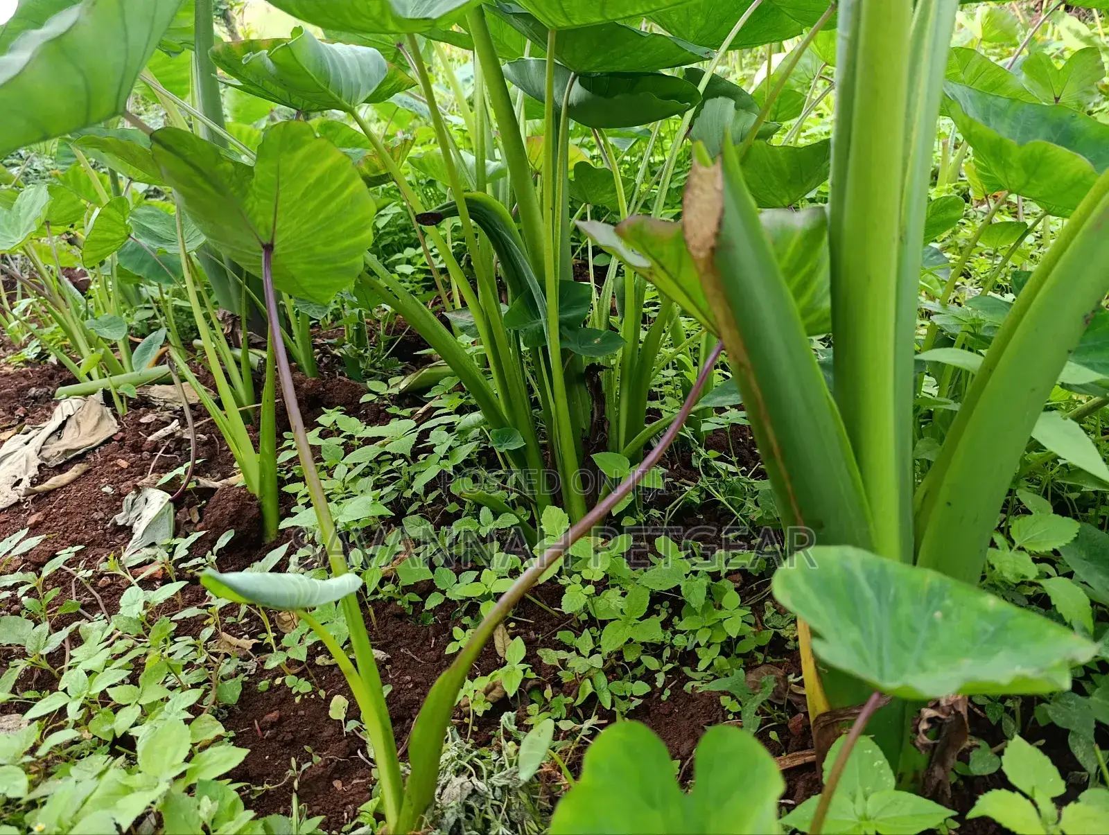 Cocoyam or Dasheen Arrow Roots for Planting - 100 Pieces