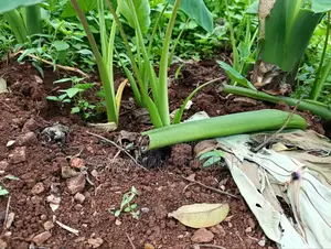 Cocoyam or Dasheen Arrow Roots for Planting - 100 Pieces