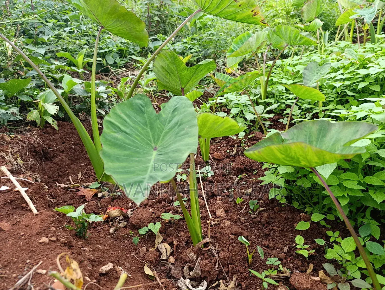 Cocoyam or Dasheen Arrow Roots for Planting - 100 Pieces