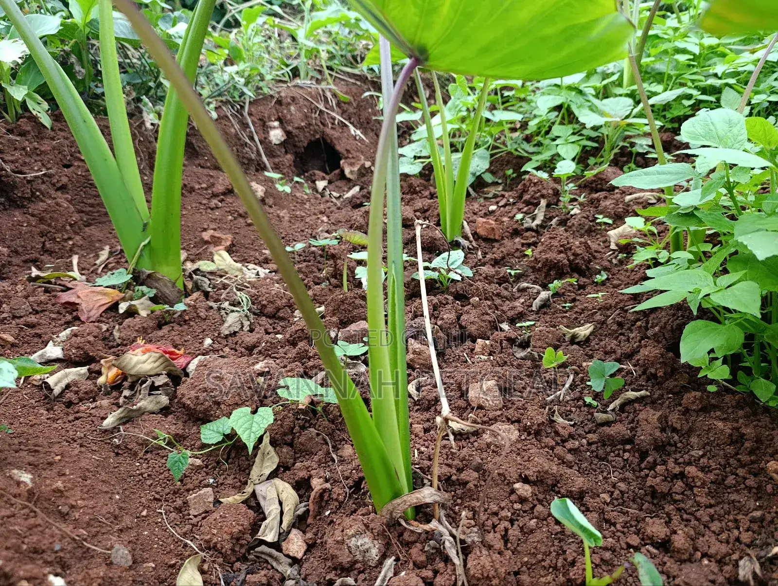 Cocoyam or Dasheen Arrow Roots for Planting - 100 Pieces