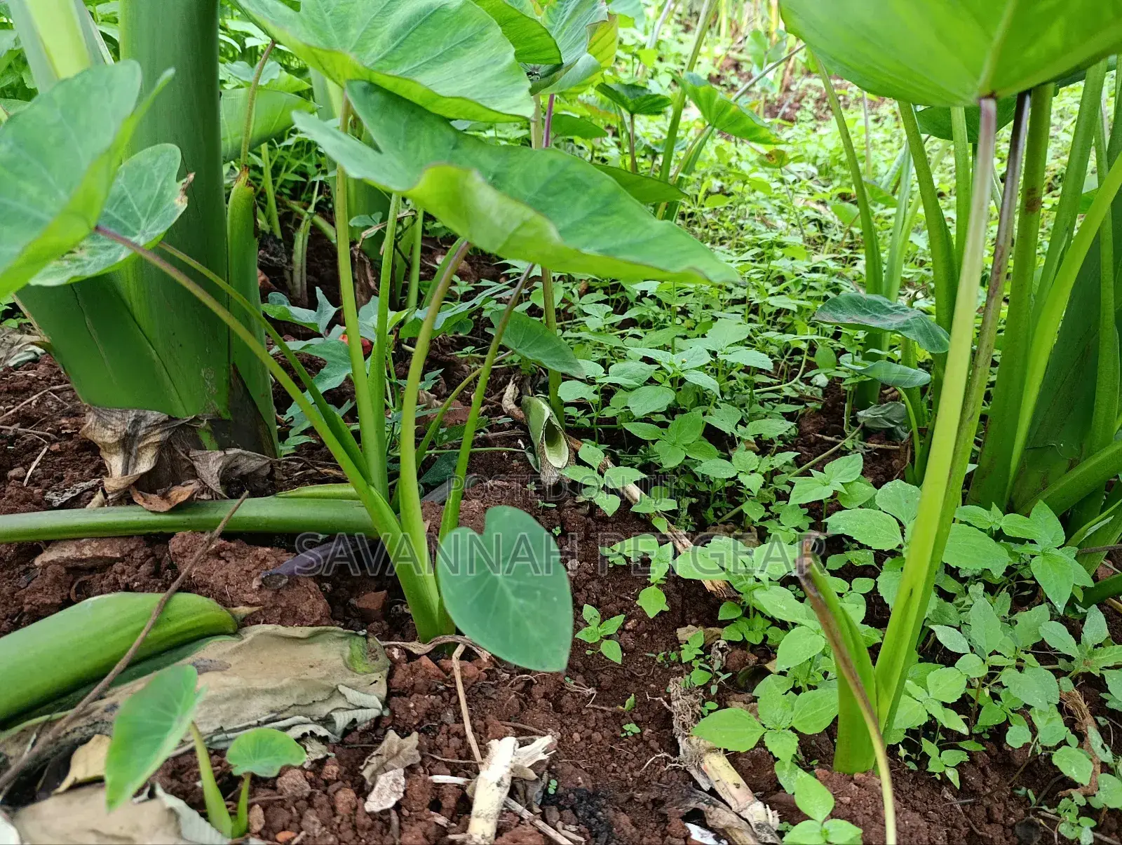 Cocoyam or Dasheen Arrow Roots for Planting - 100 Pieces