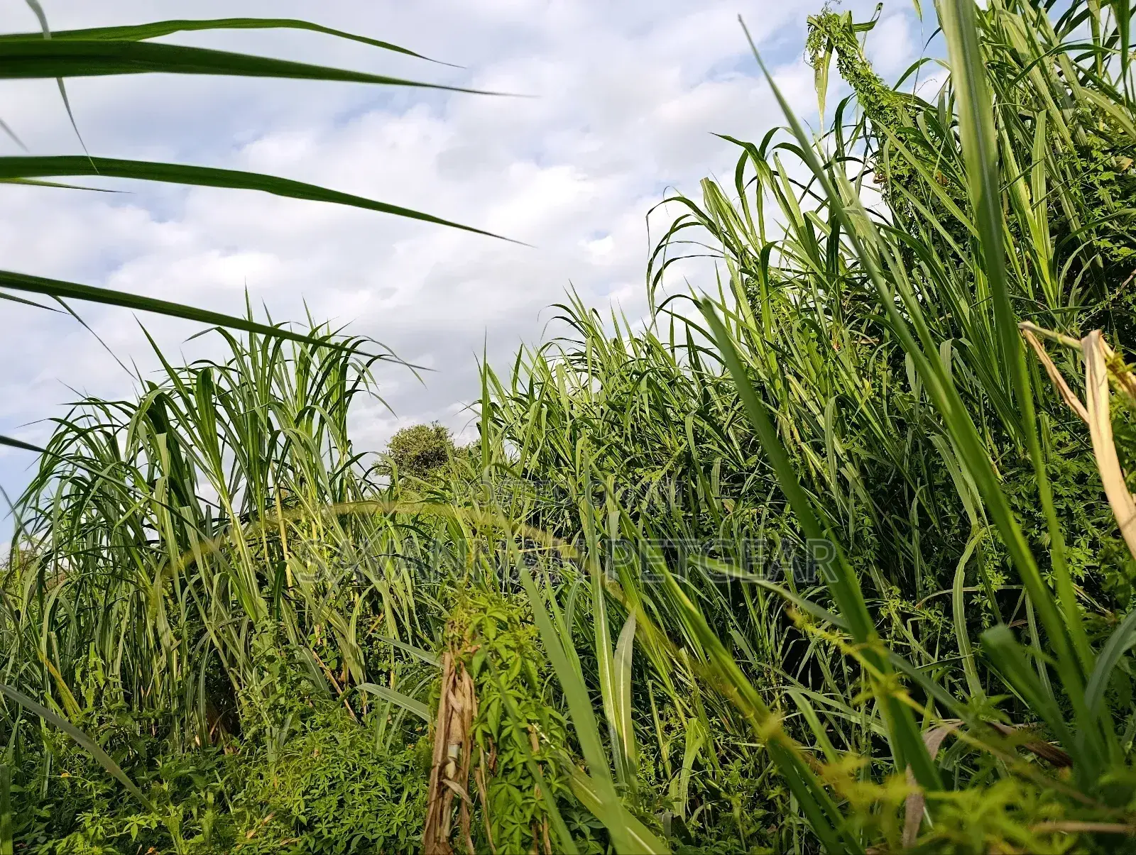Napier Grass (Pennisetum Purpureum) Livestock Feed - Canter